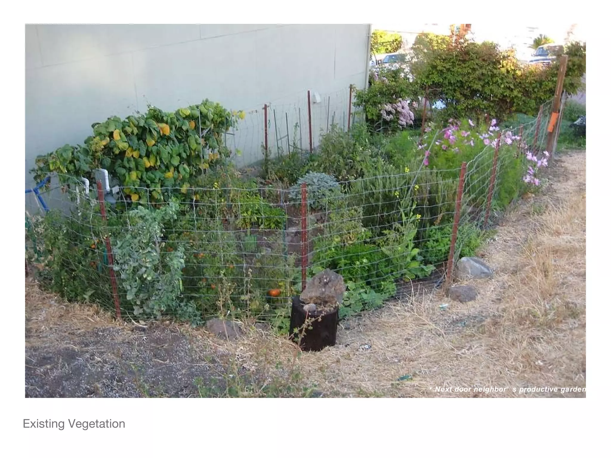 Existing Vegetation Next door neighbor’s productive garden 