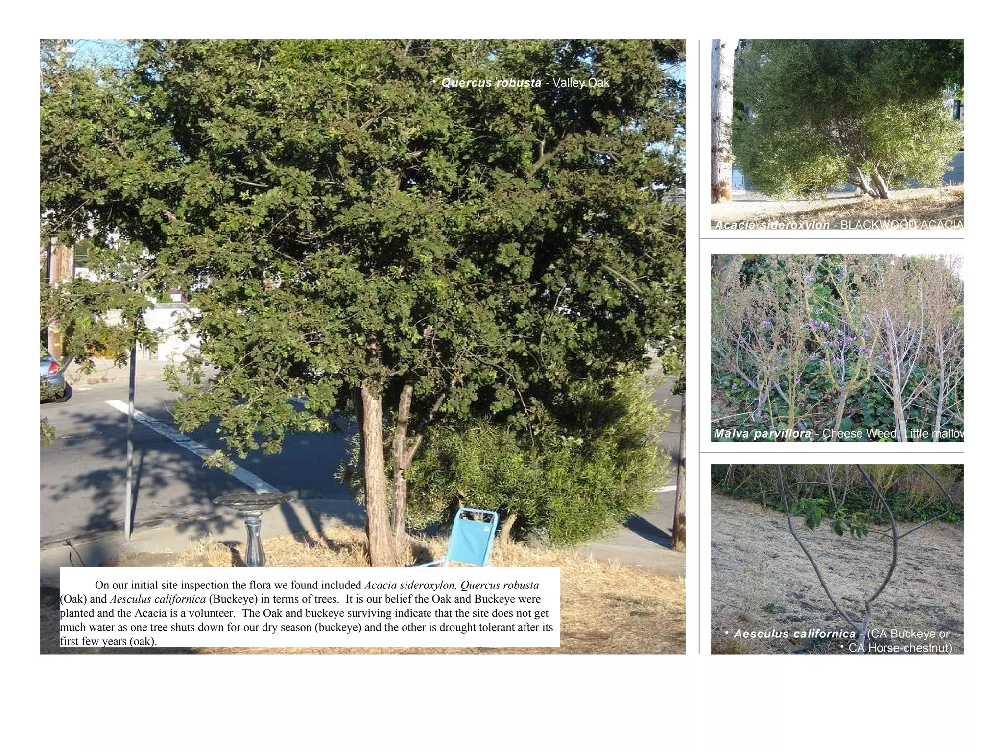 Acacia sideroxylon  - BLACKWOOD ACACIA Aesculus californica   - (CA Buckeye or  CA Horse-chestnut) Quercus robusta  -  Valley Oak Malva parviflora  - Cheese Weed, Little mallow On our initial site inspection the flora we found included  Acacia sideroxylon,   Quercus robusta  (Oak) and  Aesculus californica  (Buckeye) in terms of trees.  It is our belief the Oak and Buckeye were planted and the Acacia is a volunteer.  The Oak and buckeye surviving indicate that the site does not get much water as one tree shuts down for our dry season (buckeye) and the other is drought tolerant after its first few years (oak). 