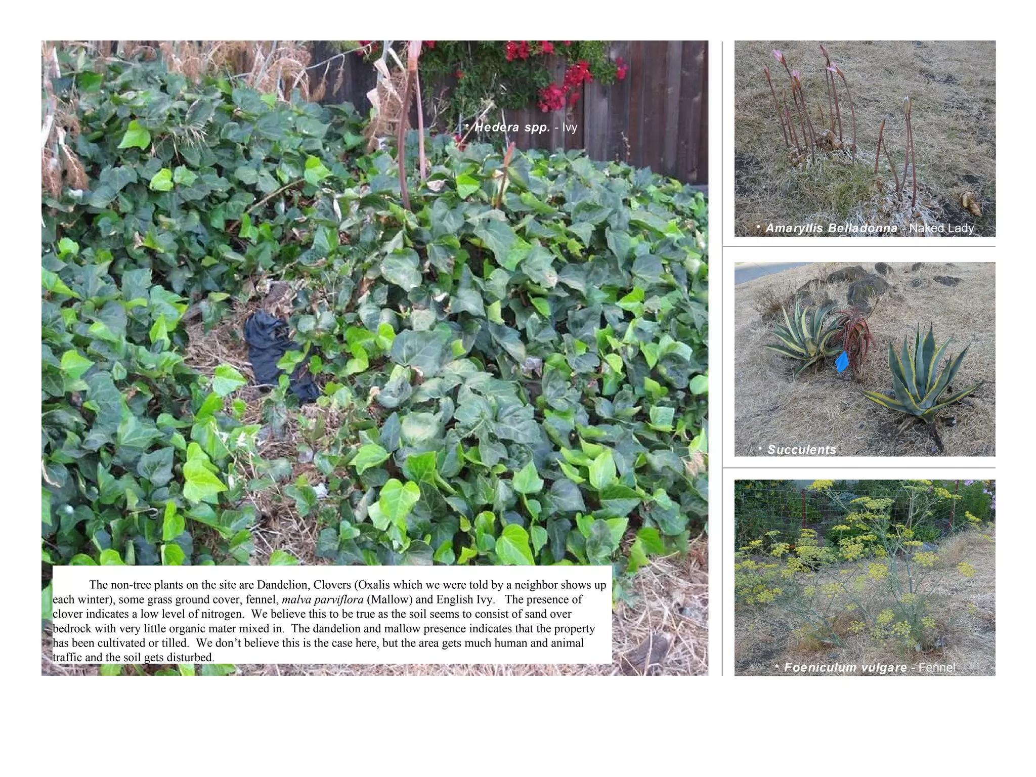 Foeniculum vulgare  - Fennel Amaryllis Belladonna  - Naked Lady Succulents Hedera spp.  - Ivy The non-tree plants on the site are Dandelion, Clovers (Oxalis which we were told by a neighbor shows up each winter), some grass ground cover, fennel,  malva parviflora  (Mallow) and English Ivy.  The presence of clover indicates a low level of nitrogen.  We believe this to be true as the soil seems to consist of sand over bedrock with very little organic mater mixed in.  The dandelion and mallow presence indicates that the property has been cultivated or tilled.  We don’t believe this is the case here, but the area gets much human and animal traffic and the soil gets disturbed.  