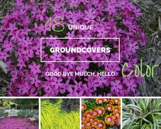 great
GROUNDCOVERS
GOOD BYE MULCH, HELLO
UNIQUE
Color
18
 