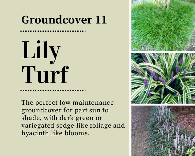 18 Beautiful & Unique Groundcover Plants for The Landscape - 13. Lily Turf Groundcover 11 The perfect low maintenance ...