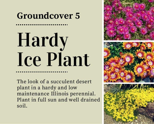 18 Beautiful & Unique Groundcover Plants for The Landscape - 6. Hardy Ice Plant Groundcover ...