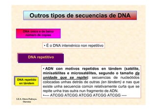 Outros tipos de secuencias de DNA

      DNA único e de baixo
       número de copias


                        • É o DNA interxénico non repetitivo

          DNA repetitivo
          DNA repetitivo


                        • ADN con motivos repetidos en tándem (satélite,
                        minisatélites e microsatélites, segundo o tamaño da
DNA repetido            unidade que se repite): secuencias de nucleótidos
 DNA repetido
 en tándem
  en tándem             colocadas unhas detrás de outras (en tándem) e nas que
                        existe unha secuencia común relativamente curta que se
                        repite unha tras outra nun fragmento de ADN.
                        •---- ATCGG ATCGG ATCGG ATCGG ATCGG ----
I.E.S. Otero Pedrayo.
       Ourense
 