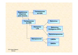 Repeticiones          Transposones
                     dispersas               de ADN
                    polo xenoma


                           Transposones                   Retrovirus
                              de ARN

                                      Elementos             Retrovirus
                                         LTR             Endógenos ERVs


                                                         Retrotransposones


                                    Retroposones           LINESs

                                                           SINESs


I.E.S. Otero Pedrayo.
       Ourense
 