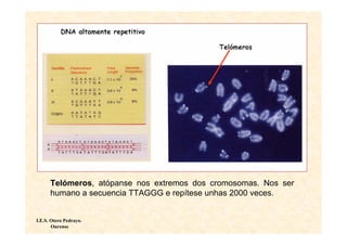 Telómeros, atópanse nos extremos dos cromosomas. Nos ser
      humano a secuencia TTAGGG e repítese unhas 2000 veces.


I.E.S. Otero Pedrayo.
       Ourense
 