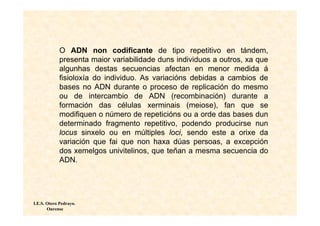 O ADN non codificante de tipo repetitivo en tándem,
            presenta maior variabilidade duns individuos a outros, xa que
            algunhas destas secuencias afectan en menor medida á
            fisioloxía do individuo. As variacións debidas a cambios de
            bases no ADN durante o proceso de replicación do mesmo
            ou de intercambio de ADN (recombinación) durante a
            formación das células xerminais (meiose), fan que se
            modifiquen o número de repeticións ou a orde das bases dun
            determinado fragmento repetitivo, podendo producirse nun
            locus sinxelo ou en múltiples loci, sendo este a orixe da
            variación que fai que non haxa dúas persoas, a excepción
            dos xemelgos univitelinos, que teñan a mesma secuencia do
            ADN.




I.E.S. Otero Pedrayo.
       Ourense
 