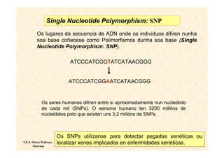 Single Nucleotide Polymorphism: SNP
         Os lugares da secuencia de ADN onde os individuos difiren nunha
         soa base coñecese como Polimorfismos dunha soa base (Single
         Nucleotide Polymorphism: SNP).

                            ATCCCATCGGTATCATAACGGG


                            ATCCCATCGGAATCATAACGGG


            Os seres humanos difiren entre si aproximadamente nun nucleótido
            de cada mil (SNPs). O xenoma humano ten 3200 millóns de
            nucleótidos polo que existen uns 3,2 millóns de SNPs.



                        Os SNPs utilízanse para detectar pegadas xenéticas ou
I.E.S. Otero Pedrayo.   localizar xenes implicados en enfermidades xenéticas.
       Ourense
 