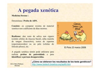 A pegada xenética
 Medicina forense :

 Denomínase: Proba de ADN.

 Consiste: en comparar rexións de material
 xenético non codificante de dúas mostras.


 Realizase: dun resto de saliva       nun cigarro
 (contén células da mucosa bucal),   unha mancha
 de sangue (leucocitos), restos       de esperma
 (espermatozoides) ou un pelo         (células do
 folículo piloso), etc.                               El País 23 marzo 2008
 A pegada xenética tamén pode utilizarse para
 realizar probas de paternidade e para
 identificar a persoas desaparecidas.

                        ¿Cómo se obtienen los resultados de los tests genéticos?
I.E.S. Otero Pedrayo.   http://www.biotech.bioetica.org/ap65.htm
       Ourense
 