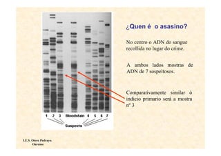 ¿Quen é o asasino?

                        No centro o ADN do sangue
                        recollida no lugar do crime.


                        A ambos lados mostras de
                        ADN de 7 sospeitosos.



                        Comparativamente similar ó
                        indicio primario será a mostra
                        nº 3




I.E.S. Otero Pedrayo.
       Ourense
 