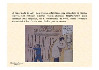 A maior parte do ADN non presenta diferencias entre individuos da mesma
   especie. Sen embargo, algunhas rexións chamadas hipervariables están
   formadas pola repetición, un nº determinado de veces, dunha secuencia
   característica. Ese nº varía moito dunhas persoas a outras.




I.E.S. Otero Pedrayo.
       Ourense
 