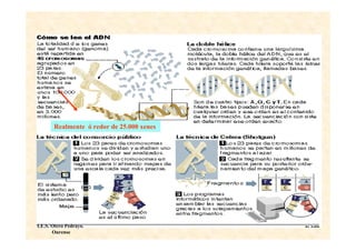 Realmente ó redor de 25.000 xenes




I.E.S. Otero Pedrayo.
       Ourense
 