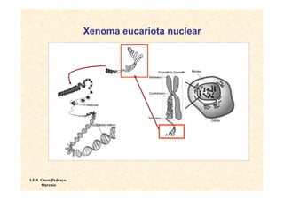 Xenoma eucariota nuclear
             Doble hélice y   Enrollamiento     Cromosom   Núcleo de
               fibra de       de la cromatina       a        célula
              cromatina                                    eucariota




I.E.S. Otero Pedrayo.
       Ourense
 