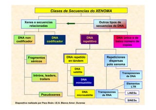 Clases de Secuencias do XENOMA

        Xenes e secuencias                                                Outros tipos de
           relacionadas                                                 secuencias de DNA



  DNA non                       DNA                             DNA
                                                                 DNA                   DNA único e de
 codificador                 codificador                     repetitivo
                                                              repetitivo              baixo número de
                                                                                           copias


                                             DNA repetido
                                              DNA repetido                      Repeticiones
           Fragmentos
                                              en tándem
                                               en tándem                         dispersas
             xénicos
                                                                                polo xenoma
                                                      DNA
                                                     satélite                             Transposones
                Intróns, leaders,                                                            de DNA
                     trailers                             DNA
                                                       minisatélite                            Elementos
                                                                                                  LTR

                                                            DNA            Transposones        LINESs
                       Pseudoxenes                      microsatélite         de RNA

                                                                                               SINESs
Diapositiva realizada por Paco Boán. I.E.S. Blanco Amor. Ourense
 