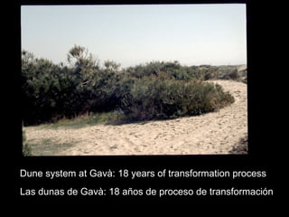 Dune system at Gavà: 18 years of transformation process Las dunas de Gavà: 18 años de proceso de transformación 