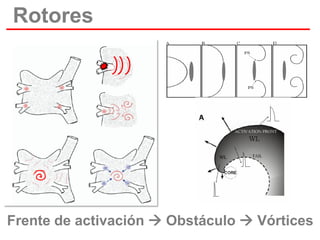 Rotores

Frente de activación  Obstáculo  Vórtices

 