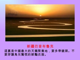 新疆巴音布魯克 這裏是中國最大的天鵝聚集地，要多帶鏡頭。不要穿讓鳥兒驚慌的鮮豔衣服。  