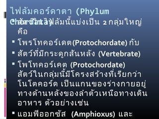 ไฟลัม คอร์ด าตา  (Phylum
Chordata) ม นี้แ บ่ง เป็น 2 กลุ่ม ใหญ่
 สัต ว์ใ นไฟลั
    คือ  
   โพรโทคอร์เ ดต(Protochordate) กับ
   สัต ว์ท ี่ม ก ระดูก สัน หลัง  (Vertebrate)
                ี
   โพโทคอร์เ คต  (Protochordate)
    สัต ว์ใ นกลุ่ม นี้ม โ ครงสร้า งที่เ รีย กว่า
                        ี
    โนโตคอร์ด  เป็น แกนของร่า งกายอยู่
    ทางด้า นหลัง ของลำา ตัว เหนือ ทางเดิน
    อาหาร  ตัว อย่า งเช่น  
   แอมฟิอ อกซัส   (Amphioxus) และ
 