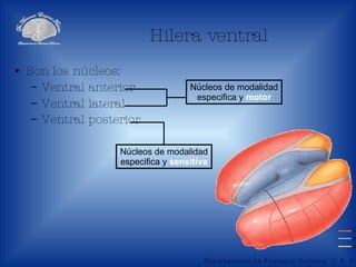 Hilera ventral Son los núcleos: Ventral anterior Ventral lateral Ventral posterior   Núcleos de modalidad especifica y  motor Núcleos de modalidad especifica y  sensitiva 