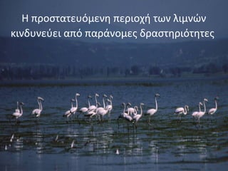 Η προστατευόμενη περιοχή των λιμνών
κινδυνεύει από παράνομες δραστηριότητες
 