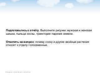 © Биоуроки: играя обучать и обучаться.
Подготовьтесь к отчёту. Выполните рисунки: мужская и женская
шишка, пыльца сосны, траектория падения семени.
Ответить на вопрос: почему сосну и другие хвойные растения
относят к отделу голосеменных.
 