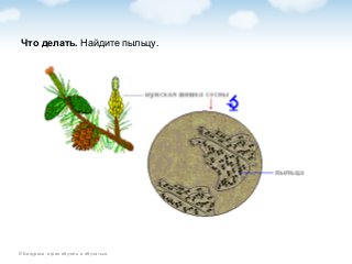 © Биоуроки: играя обучать и обучаться.
Что делать. Найдите пыльцу.
 