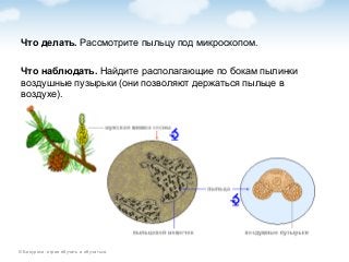 © Биоуроки: играя обучать и обучаться.
Что делать. Рассмотрите пыльцу под микроскопом.
Что наблюдать. Найдите располагающие по бокам пылинки
воздушные пузырьки (они позволяют держаться пыльце в
воздухе).
 
