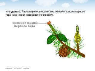 © Биоуроки: играя обучать и обучаться.
Что делать. Рассмотрите внешний вид женской шишки первого
года (она имеет красноватую окраску).
 