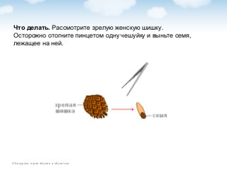 © Биоуроки: играя обучать и обучаться.
Что делать. Рассмотрите зрелую женскую шишку.
Осторожно отогните пинцетом одну чешуйку и выньте семя,
лежащее на ней.
 