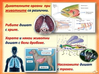 Дихателните органи при 
животните са различни. 
Рибите дишат 
с хриле. 
Хората и някои животни 
дишат с бели дробове. 
Насекомите дишат 
с трахеи. 
 