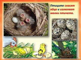 Птиците снасят 
яйца и излюпват 
малки птичета. 
 