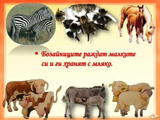 19. Жизнени процеси при растенията и животните, Жизнени процеси - ЧП,…