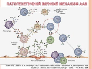 Min Chen, Cees G. M. Kallenberg. ANCA-associated vasculitides – advances in pathogenesis and
treatment. Nature Reviews Rheumatology. – 2010. – Vol. 6: 653-664
 