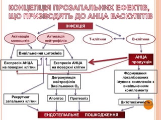 ІНФЕКЦІЯ
Т-клітини В-клітини
Активація
моноцитів
Активація
нейтрофілів
АНЦА
продукція
Вивільнення цитокінів
Експресія АНЦА
на поверхні клітин
Експресія АНЦА
на поверхні клітин
Дегрануляція
нейтрофілів
Вивільнення О2
Апоптоз ПротеолізРекрутинг
запальних клітин
Формування
локалізованих
імунних комплексів з
вивільненням
комплементу
Цитотоксичність
ЕНДОТЕЛІАЛЬНЕ ПОШКОДЖЕННЯ
 