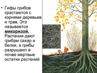 • Гифы грибов
срастаются с
корнями деревьев
и трав. Это
называется
микоризой.
Растения дают
грибам сахар и
белки, а грибы
разрушают в
почве мертвые
остатки растений
 