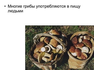 • Многие грибы употребляются в пищу
людьми
 