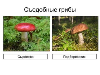 Съедобные грибы
Сыроежка Подберезовик
 