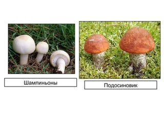 Шампиньоны Подосиновик
 