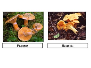 Рыжики Лисички
 