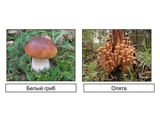 Белый гриб Опята
 
