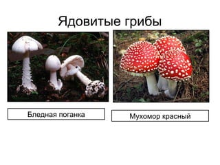 Ядовитые грибы
Бледная поганка Мухомор красный
 