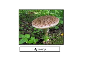Мухомор
 