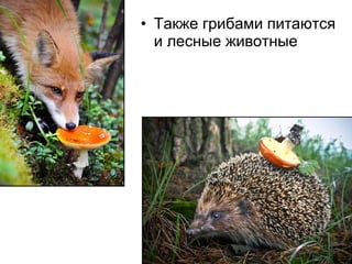 • Также грибами питаются
и лесные животные
 
