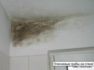 Плесневые грибы на стене
 
