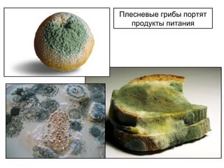 Плесневые грибы портят
продукты питания
 