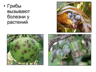 • Грибы
вызывают
болезни у
растений
 