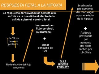 RESPUESTA FETAL A LA HIPOXIA
La respuesta cardiovascular del feto a la
asfixia es la que dicta el efecto de la
asfixia sobre el cerebro fetal.
de TA por
de resist
periférica.
Redistribución del flujo
sanguíneo
Incremento en
flujo cerebral,
suprarrenal y
cardíaco.
+
Menor
consumo de
O2
SI LA
HIPOXIA
PERSISTE
Progresiva
bradicardia
por aumento
del tono vagal
y por el efecto
de la hipoxia
sobre el
miocardio
+
Acidosis
provocada
por
aumento
del ácido
láctico por
glicólisis
anaerobia
 