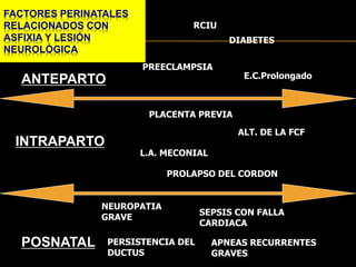 FACTORES PERINATALES
RELACIONADOS CON
ASFIXIA Y LESIÓN
NEUROLÓGICA
ANTEPARTO
INTRAPARTO
POSNATAL
RCIU
DIABETES
PREECLAMPSIA
E.C.Prolongado
PLACENTA PREVIA
DPPNI ALT. DE LA FCF
L.A. MECONIAL
PROLAPSO DEL CORDON
NEUROPATIA
GRAVE
SEPSIS CON FALLA
CARDIACA
PERSISTENCIA DEL
DUCTUS
APNEAS RECURRENTES
GRAVES
RCIU
PREECLAMPSIA
 