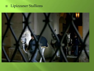  Lipizzaner Stallions
 