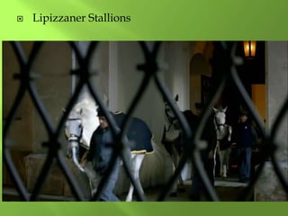  Lipizzaner Stallions
 