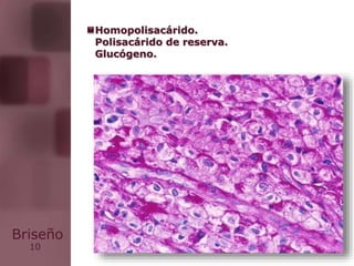 10
Briseño
Homopolisacárido.
Polisacárido de reserva.
Glucógeno.
 